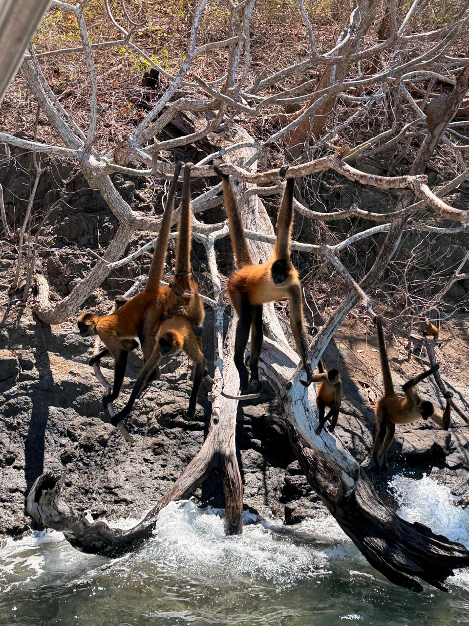 Spider monkeys on the shoreline rocks